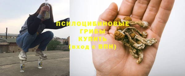 сатива Бородино